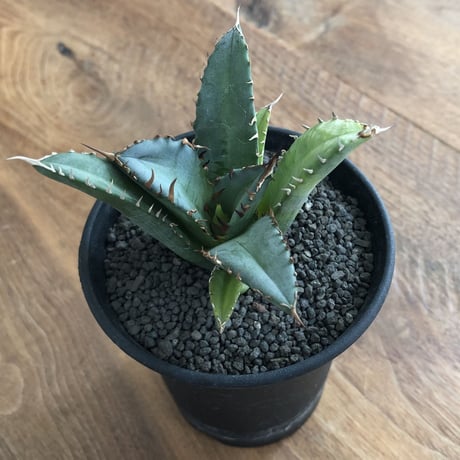 Agave Titanota