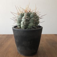 Thelocactus hexaedrophorus