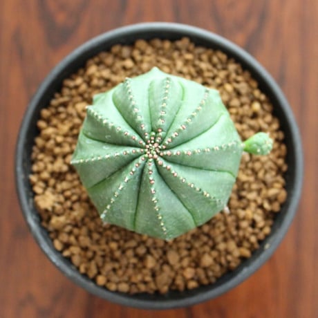Euphorbia Obesa