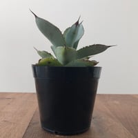 Agave White Ice