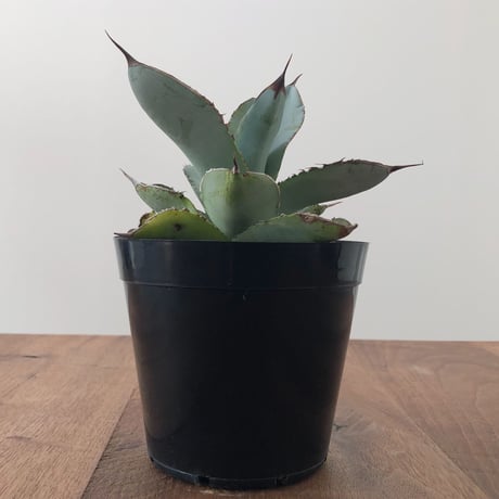 Agave White Ice