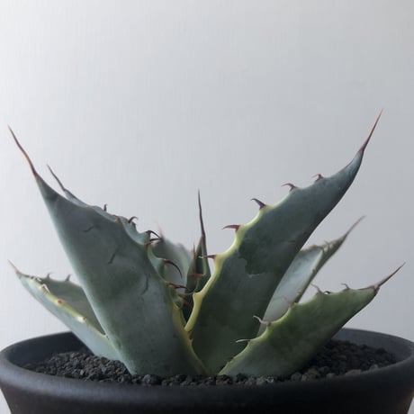Agave parrasana 'Fire Ball'