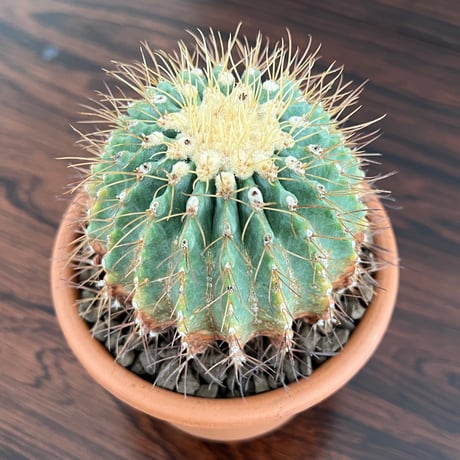 Ferocactus Glaucescens