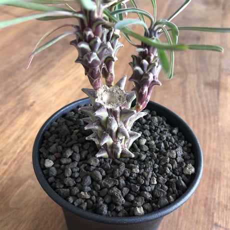 Euphorbia clandestina