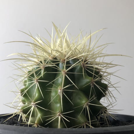 Echinocactus grusonii