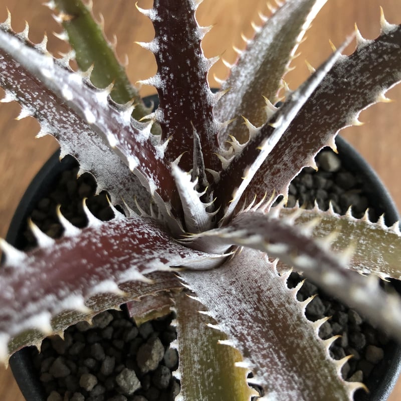 Dyckia 'Keswick' | EL Damian