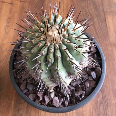Copiapoa cinerea