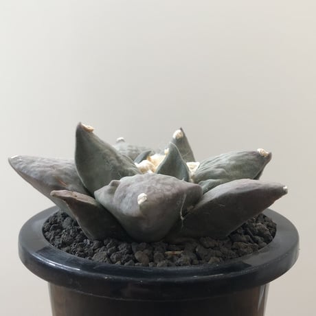 Ariocarpus Furfuraceus