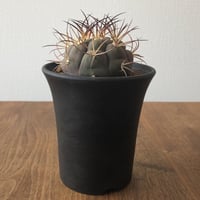gymnocalycium pflanzii var.albipulpa