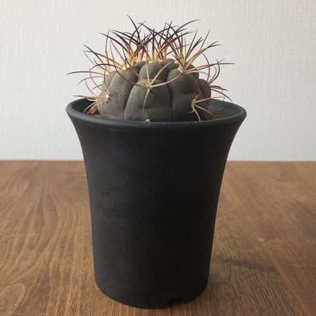 gymnocalycium pflanzii var.albipulpa