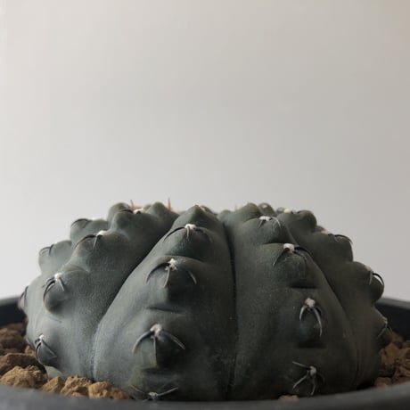 Gymnocalycium asterium