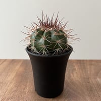 Melocactus
