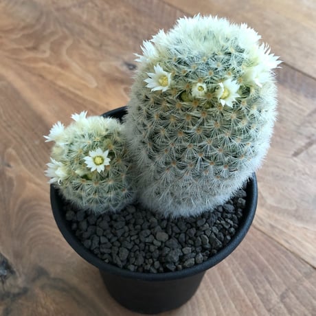 Mammillaria Carmenae