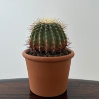 Ferocactus Glaucescens