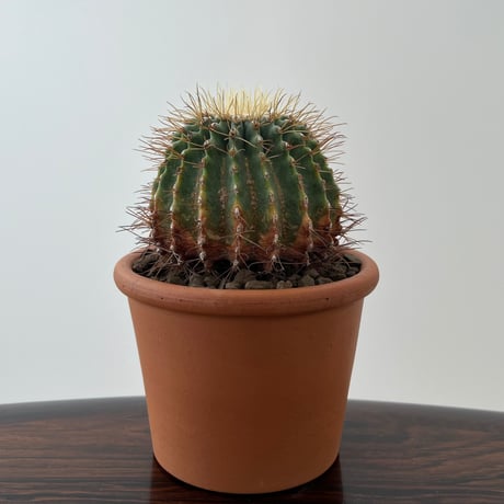 Ferocactus Glaucescens