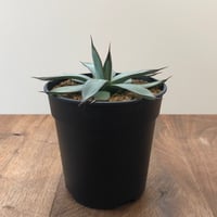 Agave Blue Ember