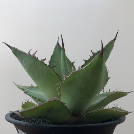 Agave   Titanota  Azul