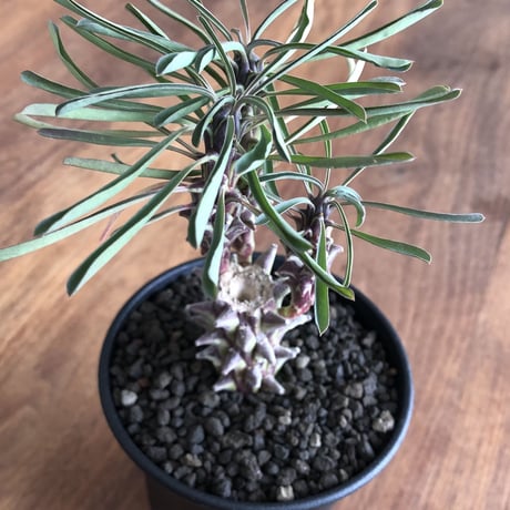 Euphorbia clandestina