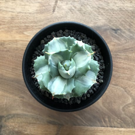 Agave isthmensis Ohi Raijin