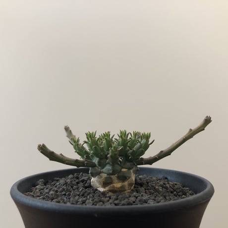 Euphorbia Flanaganii