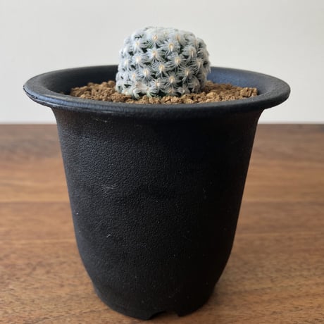Mammillaria duwei