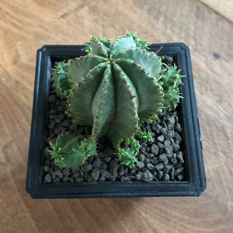 Euphorbia Horrida × Valida
