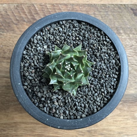 Obregonia denegrii
