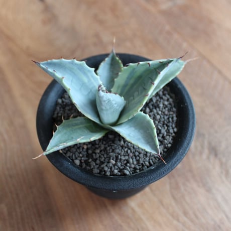 Agave Parrasana Fire ball