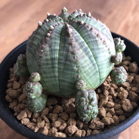 Euphorbia symmetrica