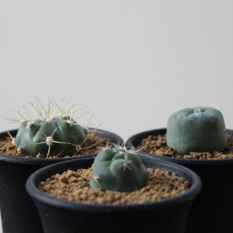 Cactus  3set
