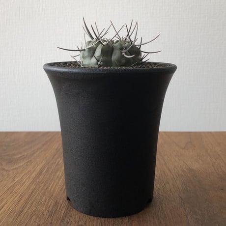 Gymnocalycium  nigrum