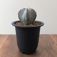 Astrophytum Myriostigma ONZUKA