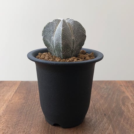 恩塚鸞鳳玉 | STORES