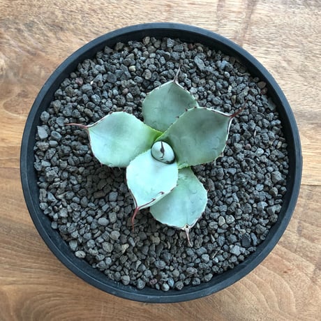 Agave Parryi Truncata