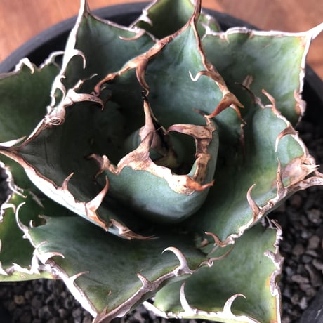 Agave titanota 白鯨