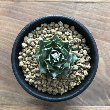 Obregonia denegrii