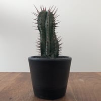 Euphorbia Horrida