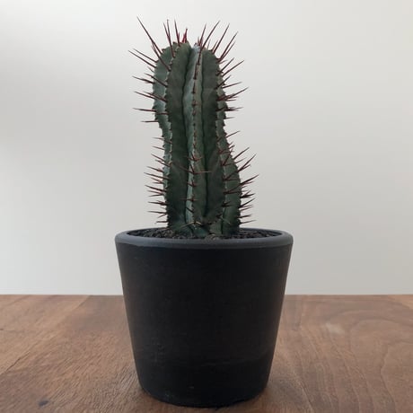 Euphorbia Horrida