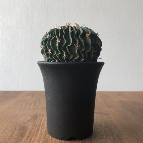 Echinofossulocactus multicostutus var. elegans
