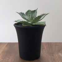 Agave Isthmensis