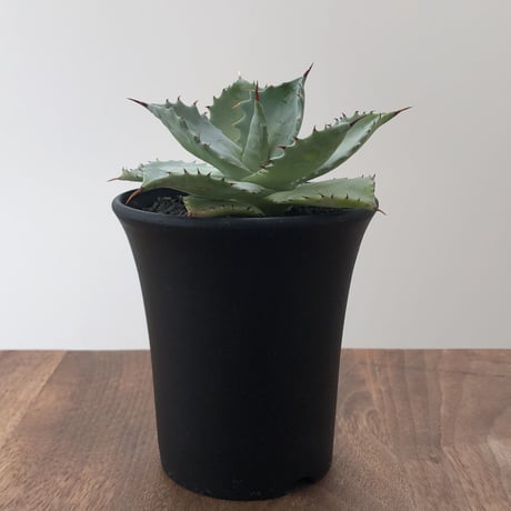 Agave Isthmensis