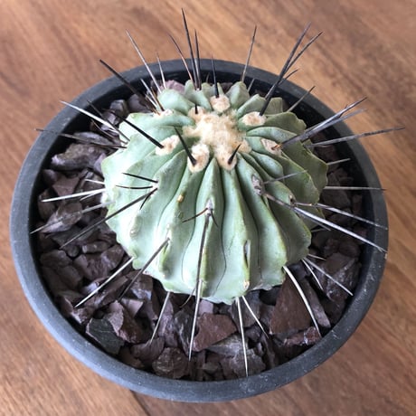 Copiapoa cinerea v. dealbata