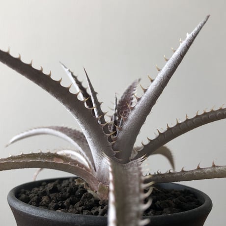 Dyckia 'Keswick'