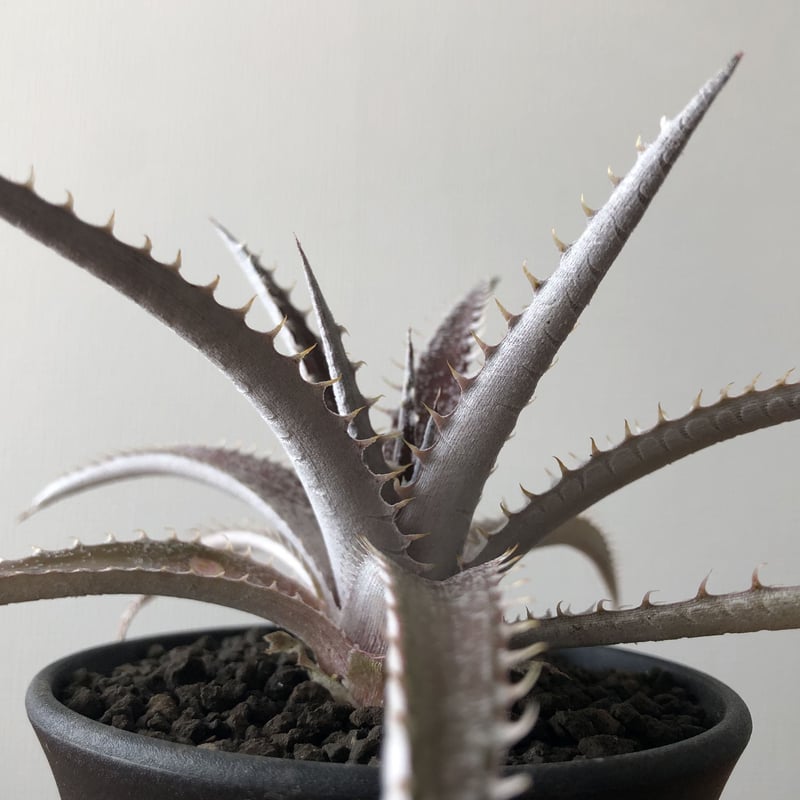レア ディッキア Dyckia ‘Arizona’ x 'Keswick' レア ディッキア Dyckia 'Arizona' x 'Keswick' レア ディッキア
