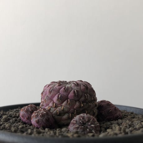 Sulcorebutia Rauschii
