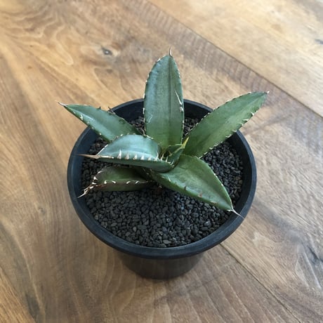 Agave Titanota Fo-076