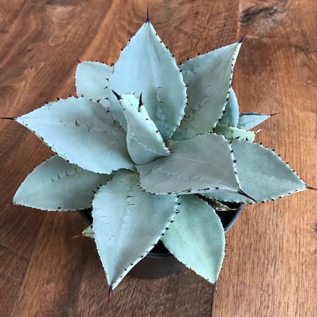 Agave Dragon Toes