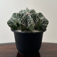 Astrophytum Myriostigma