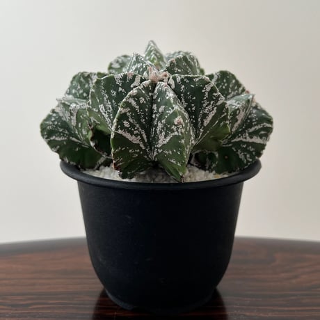 Astrophytum Myriostigma