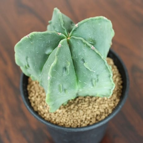 Astrophytum Myriostigma